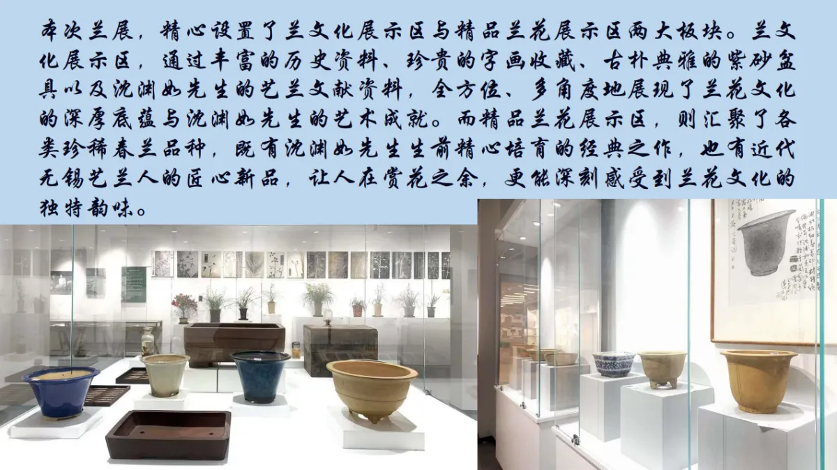 兰花展