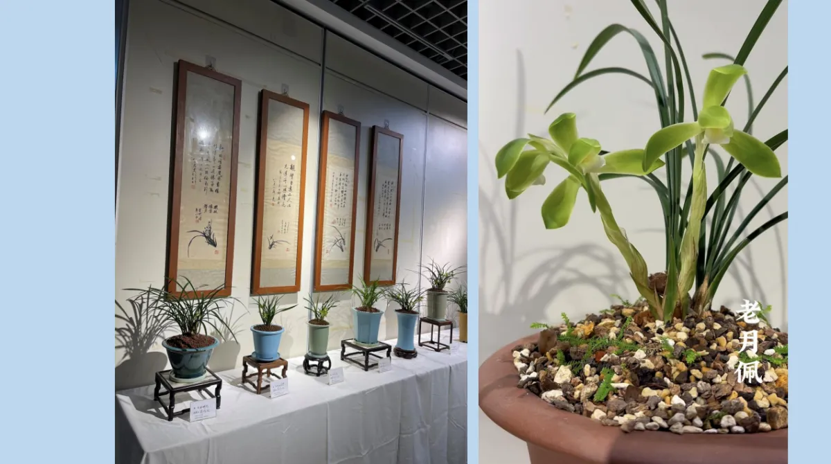 兰花展