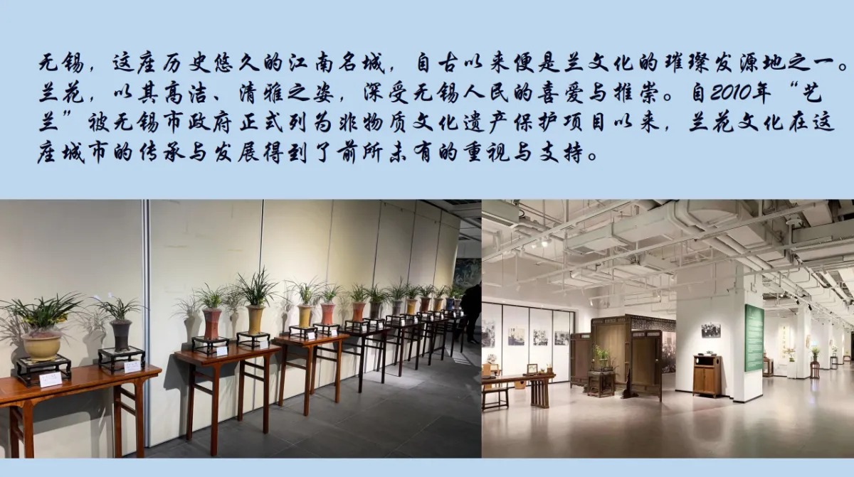 兰花展