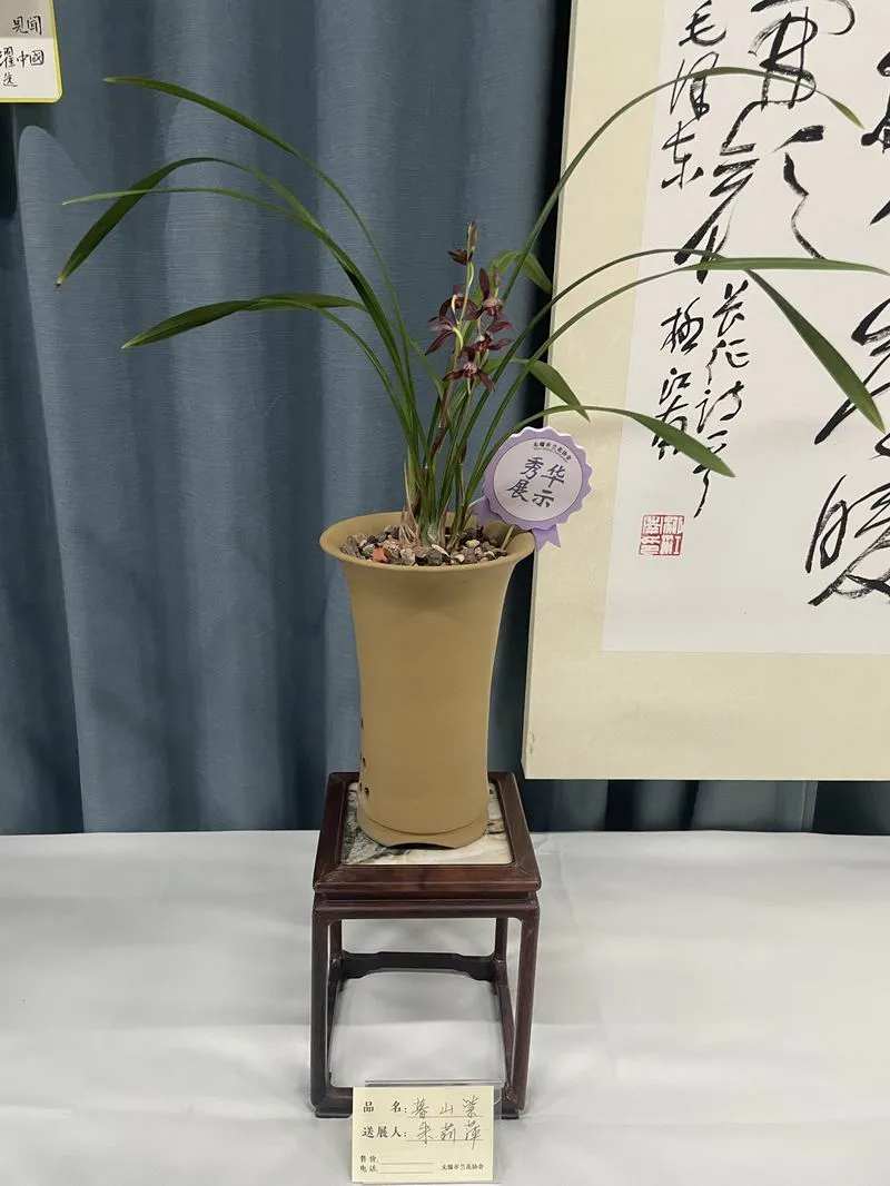 建兰